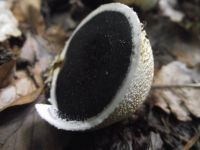 Dickschaliger Kartoffelbovist